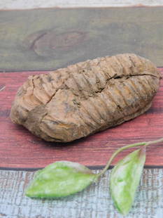 Fossilized Trilobite Specimen with Rock Auction Label ROCK STONE LAPIDARY SPECIMEN: This lot features a fossilized trilobite, a prehistoric marine arthropod. The specimen showcases the segmented exoskeleton structure characteristic of trilobites. It is displayed with a tag indicating