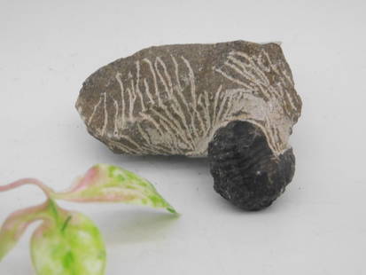 Fossilized Marine Specimen with Segmented Structure: This lot features a small fossil specimen embedded in rock, showcasing detailed linear fossil patterns and a distinct segmented structural element. The fossil is accompanied by a quarter for size refe
