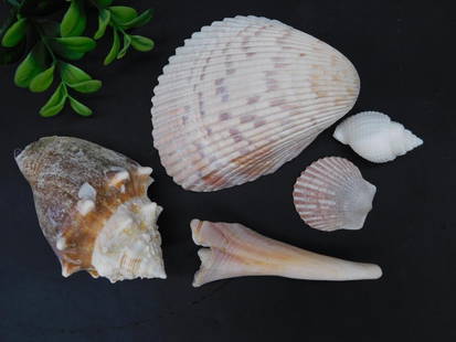 Collection of Five Assorted Seashells: A collection of five assorted natural seashells in varying shapes, sizes, and textures. Includes a larger scallop shell, a rugged conch shell, and three smaller varieties. Ideal for decorative, crafti