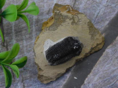 Trilobite Fossil Specimen Embedded in Rock Matrix: This lot features a fossilized specimen embedded in a rock matrix. The specimen displays detailed ridges and natural preservation, making it distinct. The matrix includes a defined section housing the