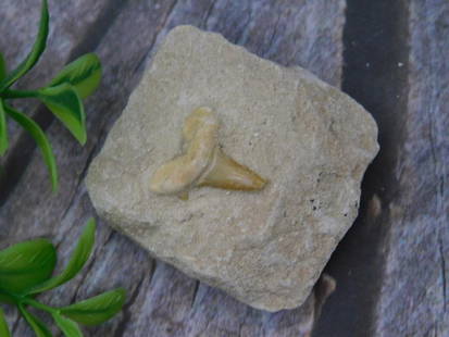Fossilized Shark Tooth in Matrix Display: Fossilized shark tooth embedded in stone matrix. Display includes natural variations in texture. Coin shown for size reference. Perfect for fossil collectors and enthusiasts. Lot number 708926 from th