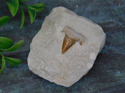 Fossilized Shark Tooth in Limestone Matrix: Fossilized shark tooth embedded in a natural limestone matrix. The tooth is well-preserved and exhibits distinct details. The size of the piece is shown alongside a US quarter for scale. Ideal for fos