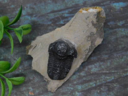 Fossilized Trilobite Specimen on Matrix Rock: This lot features a fossilized trilobite embedded in its matrix rock. The specimen is well-preserved and offers visible details of the trilobite&#39;s exoskeleton. The stone matrix provides a contrast