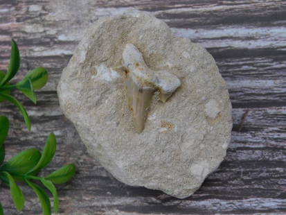 Fossilized Shark Tooth Embedded in Matrix: Fossilized shark tooth embedded in a chunk of natural sedimentary matrix. The tooth appears well-preserved and solidly affixed. Includes a quarter in the image for size reference (not included). Suita