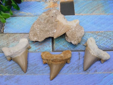 SHARK TEETH ROCK STONE LAPIDARY SPECIMEN