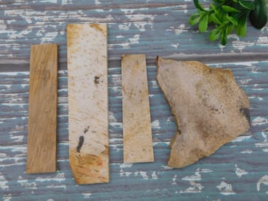 PETRIFIED PALM WOOD SLAB ROCK STONE LAPIDARY SPECIMEN