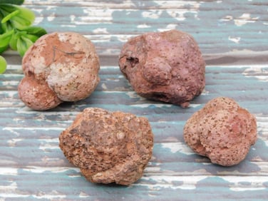 COPROLITE