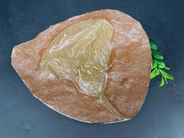 CRINOID FOSSIL ROCK STONE LAPIDARY SPECIMEN