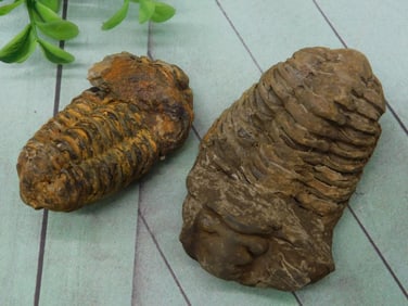 TRILOBITE FOSSILS ROCK STONE LAPIDARY SPECIMEN