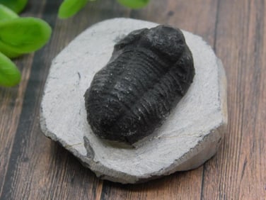 TRILOBITE FOSSIL ROCK STONE LAPIDARY SPECIMEN