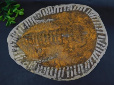 GIANT TRILOBITE FOSSIL ROCK STONE LAPIDARY SPECIMEN