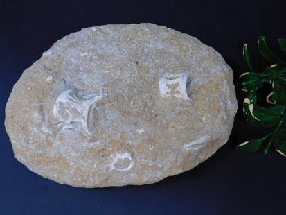 ENCHODUS FOSSIL ROCK STONE LAPIDARY SPECIMEN: ENCHODUS FOSSIL ROCK STONE LAPIDARY SPECIMEN