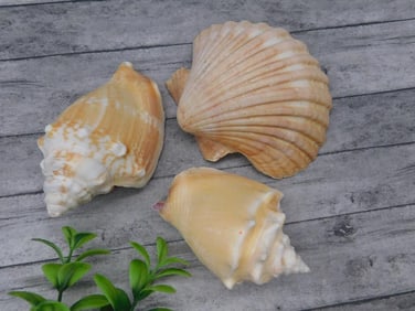 SEA SHELLS