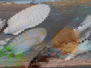 SEA SHELLS