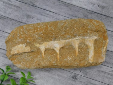 FOSSIL IN MATRIX ROCK STONE LAPIDARY SPECIMEN