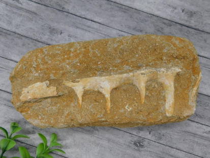 FOSSIL IN MATRIX ROCK STONE LAPIDARY SPECIMEN: - Fossilized shark teeth preserved in rock matrix. | - Contains multiple visible teeth embedded within the matrix. | - Appears to be an original natural fossil formation with teeth and surrounding mat