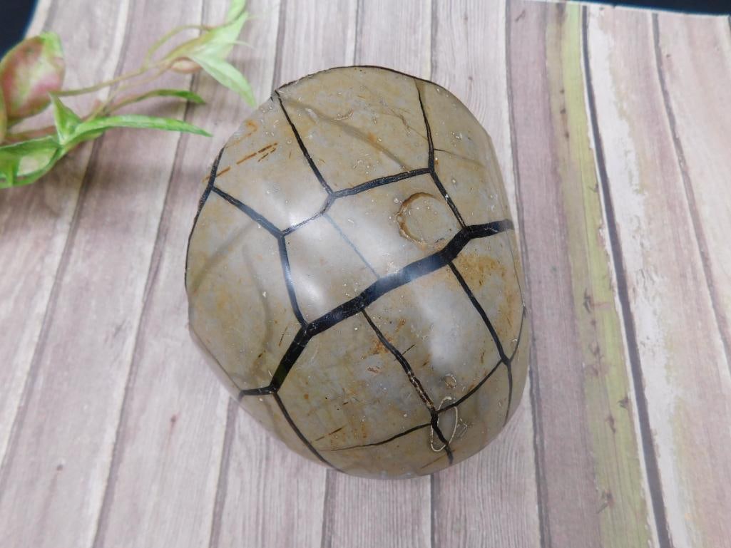Polished Septarian Geode Specimen: This lot features a Septarian geode specimen showcasing a polished surface with natural geode patterns. The front is polished, revealing an intricate grid-like structure, while the back remains textur