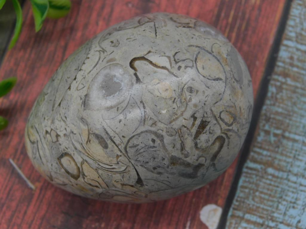 Polished Fossil Egg Paperweight: Polished stone featuring fossilized Orthoceras inclusions, showcasing ancient marine life patterns. Weighs 182 grams as marked, dimensions proportional to a U.S. quarter (shown for size reference). Co
