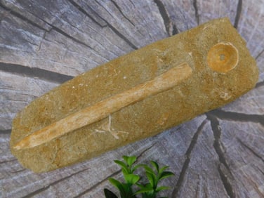 ENCHODUS FOSSIL ROCK STONE LAPIDARY SPECIMEN