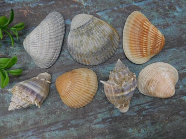 SEA SHELLS