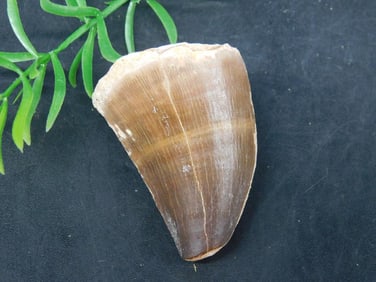 MOSASAUR TOOTH ROCK STONE LAPIDARY SPECIMEN