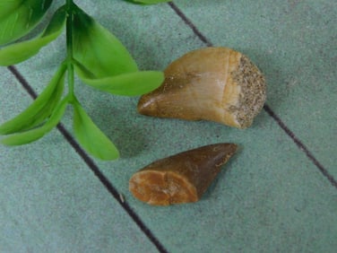 MOSASAUR TOOTH ROCK STONE LAPIDARY SPECIMEN