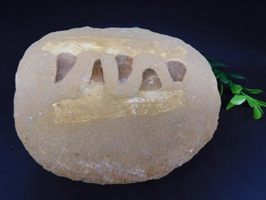 MOSASAUR TEETH IN DISPLAY ROCK STONE LAPIDARY SPECIMEN