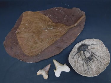MIXED FOSSIL LOT ROCK STONE LAPIDARY SPECIMEN