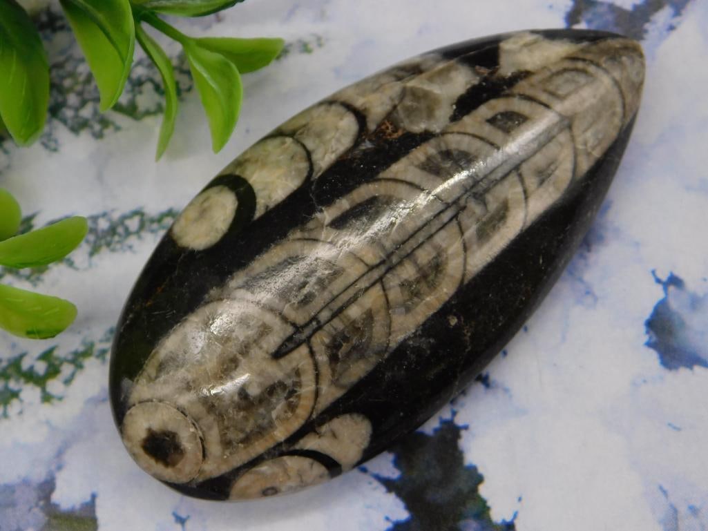 Orthoceras Fossil ROCK STONE LAPIDARY SPECIMEN: Orthoceras Fossil ROCK STONE LAPIDARY SPECIMEN