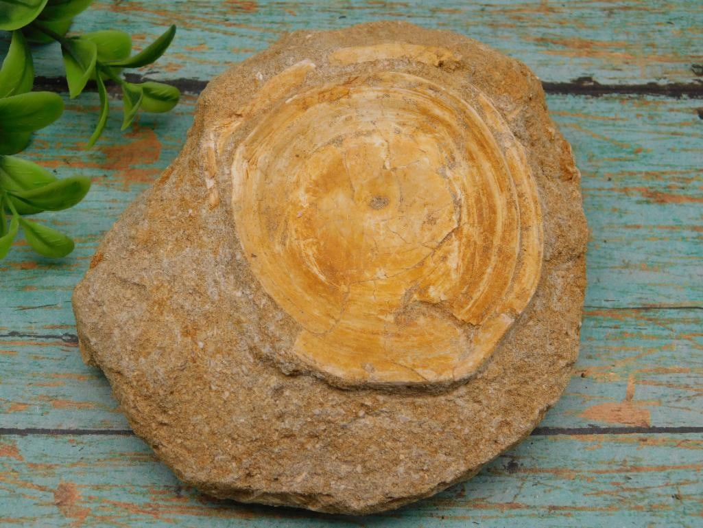 FOSSIL IN MATRIX ROCK STONE LAPIDARY SPECIMEN: FOSSIL IN MATRIX ROCK STONE LAPIDARY SPECIMEN
