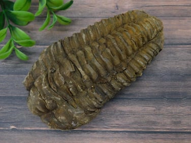 TRILOBITE ROCK STONE LAPIDARY SPECIMEN
