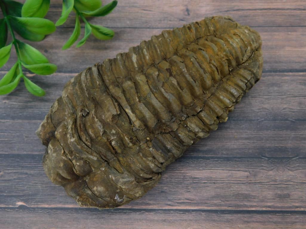 TRILOBITE ROCK STONE LAPIDARY SPECIMEN: TRILOBITE ROCK STONE LAPIDARY SPECIMEN