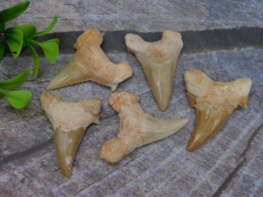 SHARK TEETH ROCK STONE LAPIDARY SPECIMEN