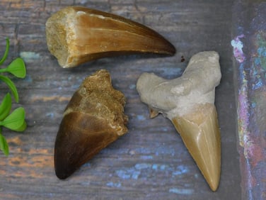 SHARK AND DINOSAUR TEETH ROCK STONE LAPIDARY SPECIMEN