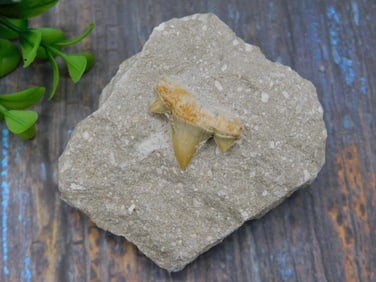 SHARK TOOTH IN MATRIX ROCK STONE LAPIDARY SPECIMEN