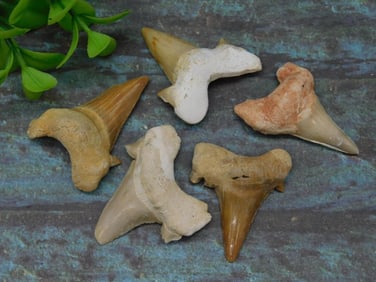 SHARK TEETH ROCK STONE LAPIDARY SPECIMEN