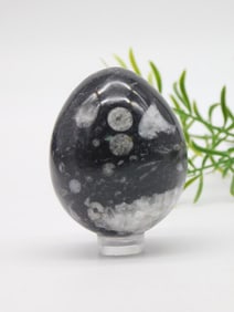 ORTHOCERAS EGG ROCK STONE LAPIDARY SPECIMEN