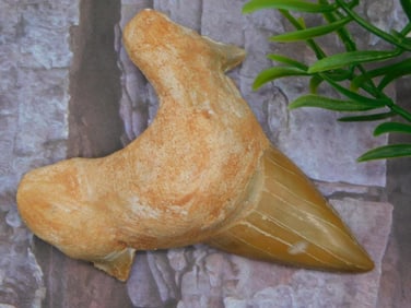 SHARK TOOTH ROCK STONE LAPIDARY SPECIMEN