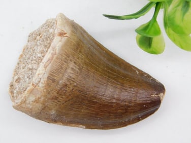 DINOSAUR TOOTH ROCK STONE LAPIDARY SPECIMEN