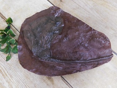 CRINOID FOSSIL ROCK STONE LAPIDARY SPECIMEN