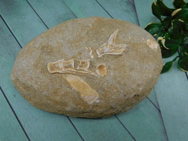 ENCHODUS FOSSIL ROCK STONE LAPIDARY SPECIMEN
