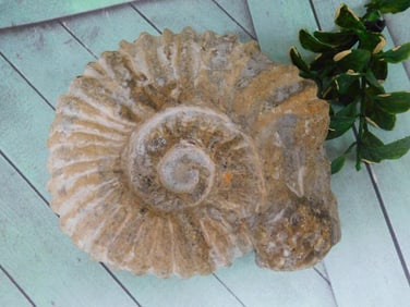AMMONITE ROCK STONE LAPIDARY SPECIMEN