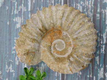 AMMONITE ROCK STONE LAPIDARY SPECIMEN