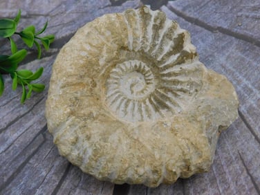 AMMONITE FOSSIL ROCK STONE LAPIDARY SPECIMEN