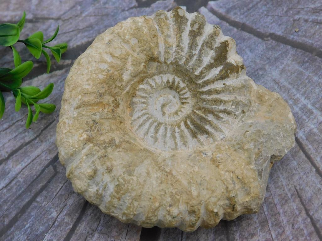 AMMONITE FOSSIL ROCK STONE LAPIDARY SPECIMEN: AMMONITE FOSSIL ROCK STONE LAPIDARY SPECIMEN