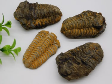 TRILOBITE ROCK STONE LAPIDARY SPECIMEN