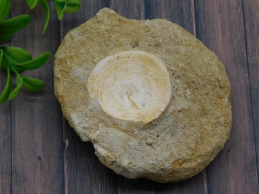 ENCHODUS FOSSIL ROCK STONE LAPIDARY SPECIMEN