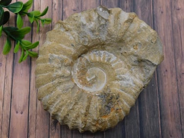 AMMONITE ROCK STONE LAPIDARY SPECIMEN