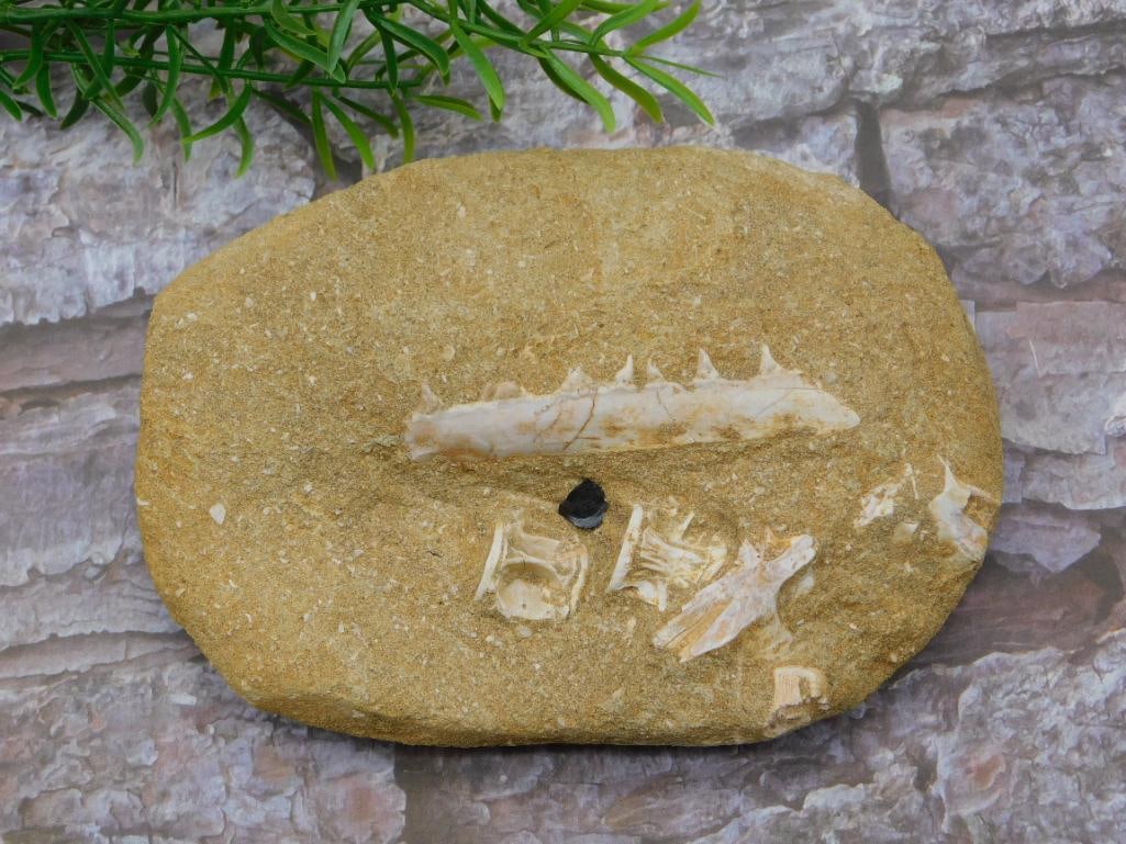 ENCHODUS FOSSIL ROCK STONE LAPIDARY SPECIMEN: ENCHODUS FOSSIL ROCK STONE LAPIDARY SPECIMEN