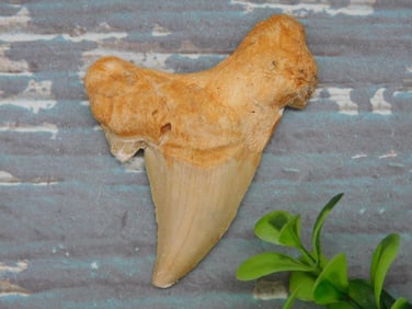 SHARK TOOTH ROCK STONE LAPIDARY SPECIMEN